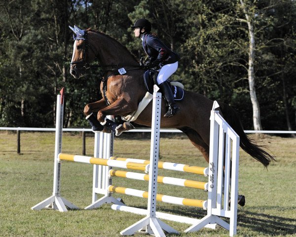 jumper El Tiziano (Hanoverian, 2002, from Escudo I)