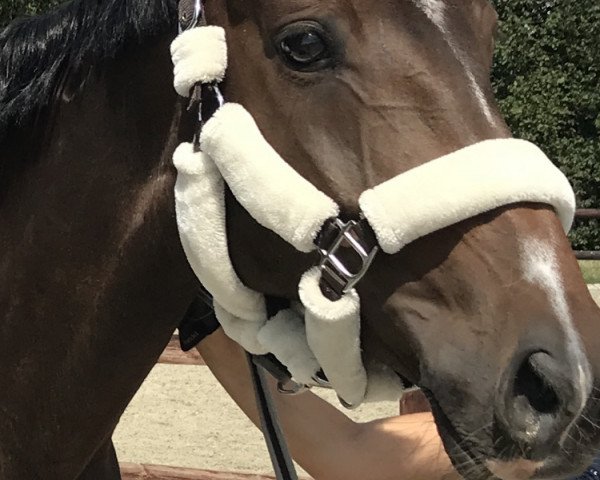 jumper Saya 6 (Hanoverian, 2012, from Santino)