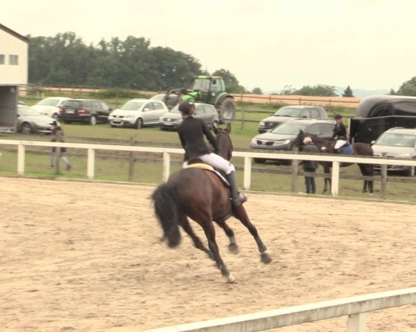 Reitturnier Melle-Ostenfelde 2016