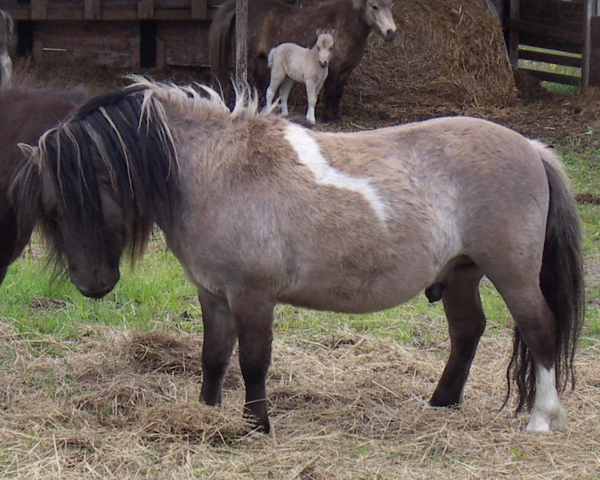 stallion Freiherr von Salza (Shetland Pony, 2015, from Franz)