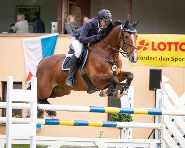 jumper Luran 3 (German Sport Horse, 2011, from Levistano)