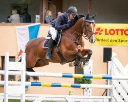 jumper Luran 3 (German Sport Horse, 2011, from Levistano)