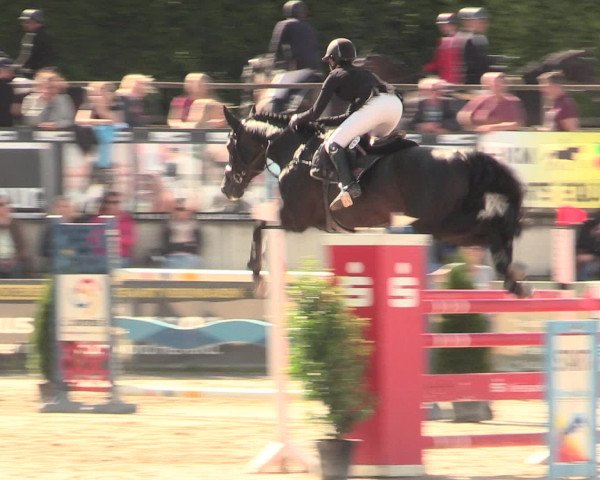 Reitturnier Melle-Ostenfelde 2016