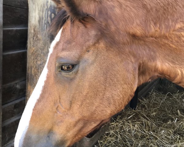 broodmare Ninja 21 (KWPN (Royal Dutch Sporthorse),  , from Daimler)