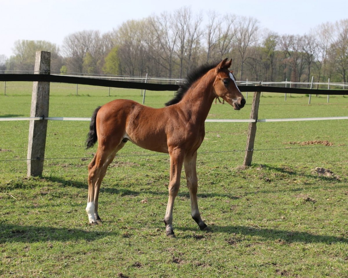 horse Just smile MH (Westphalian, 2019, from Just Wimphof)
