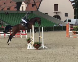 Springpferd Counter 7 (Oldenburger Springpferd, 2013, von Conturio)