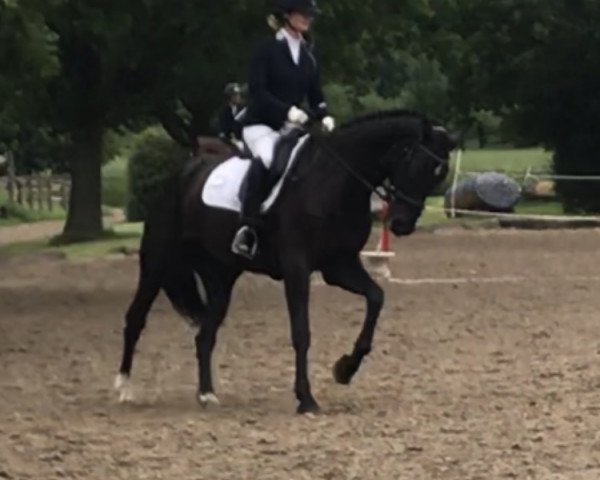 horse Merci 124 (German Sport Horse, 2015, from San Florestano)