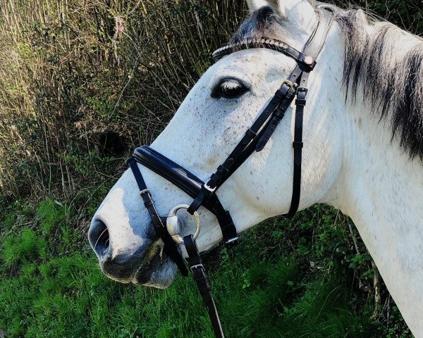 jumper Igor IV (Hungarian Warmblood, 2012, from Rudelsburg)