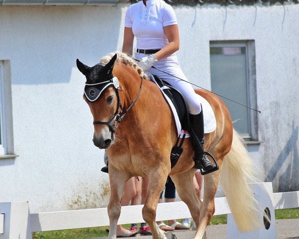 dressage horse Ami de L'Our (Haflinger, 2008, from Amtsrat)