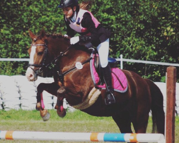 dressage horse Park´s Poesie (New Forest Pony, 2003, from Park's Taron)