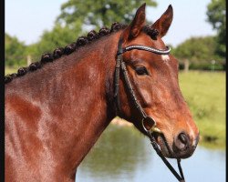 jumper Augustenhofs Viento (New Forest Pony, 2011, from Van Goghs Varouche)