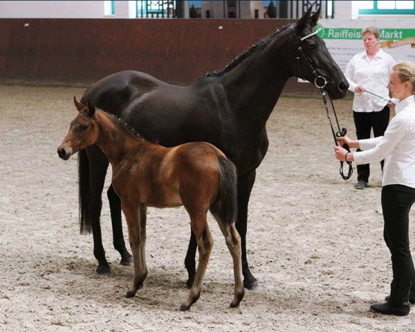 broodmare Polarelfe (Trakehner, 1997, from Kanudos xx)