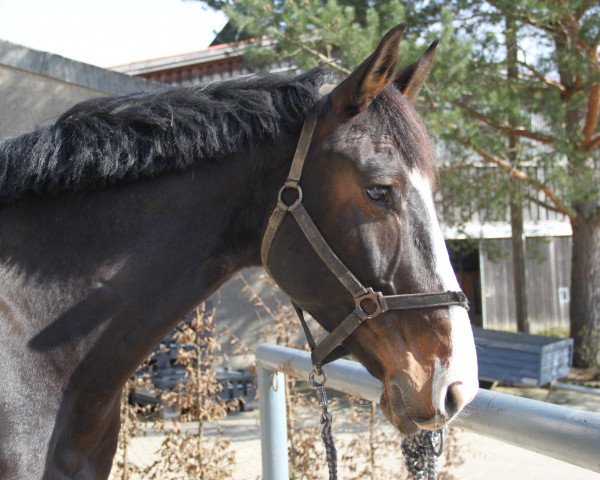 dressage horse Cass Balou (German Sport Horse, 2011, from Cass-Quidam)