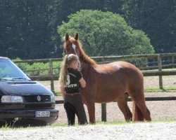 Dressurpferd Val de Loir (Kleines deutsches Reitpferd, 2009, von Van Goghs Varouche)