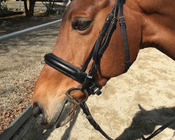 jumper Tavita (Hanoverian, 2009, from Toronto)