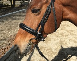 jumper Tavita (Hanoverian, 2009, from Toronto)