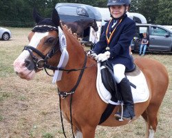 dressage horse Nathan 251 (Welsh mountain pony (SEK.A), 1999)