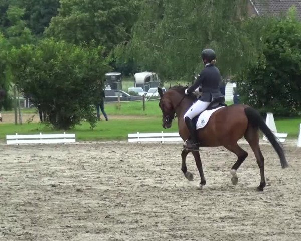 Reitturnier Viersen-Dülken 2016