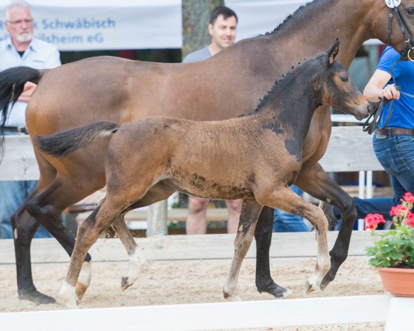 horse Fortune Cookie (German Sport Horse, 2019, from Fidertanz)
