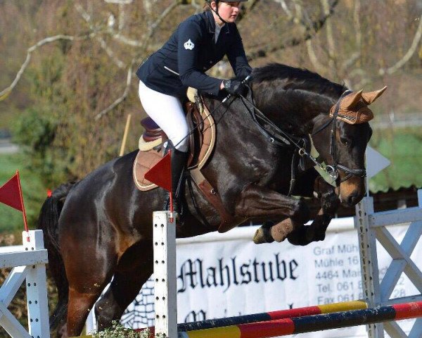jumper Galip II CH (Swiss Warmblood, 2014, from Galayo La Silla)