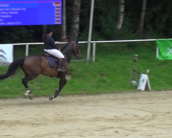Reitturnier Viersen-Dülken 2016
