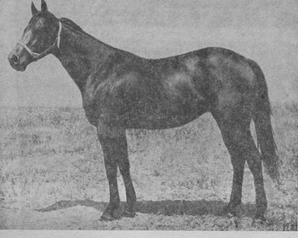 broodmare Stojkaja xx (Thoroughbred, 1970, from Ivory Tower xx)