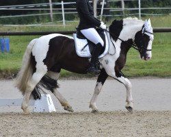 dressage horse Jay-Jay 11 (Tinker / Irish Cob / Gypsy Vanner, 2009, from ITS Benson)