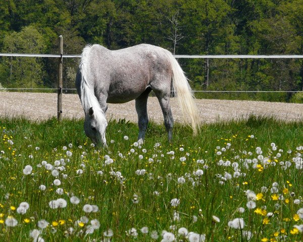 horse Dalicia ox (Arabian purebred, 1992, from Arccus 1983 ox)