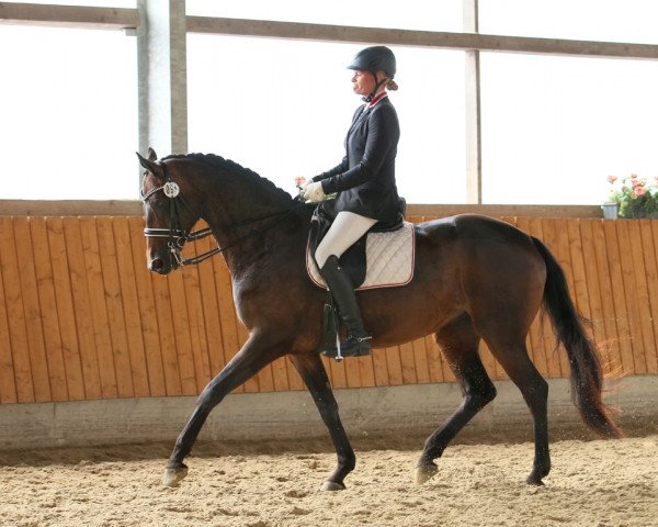 dressage horse Reconnaissance (Westphalian, 2008, from Rockwell)