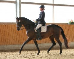 dressage horse Reconnaissance (Westphalian, 2008, from Rockwell)