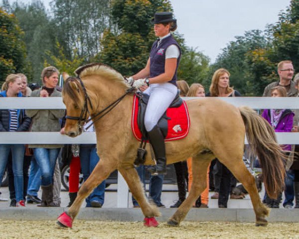 horse Immo (Fjord Horse, 2004, from Illiano)