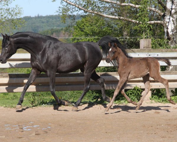 broodmare GH Asmaras Yasira ox (Arabian purebred, 2012, from TB Yasir ox)