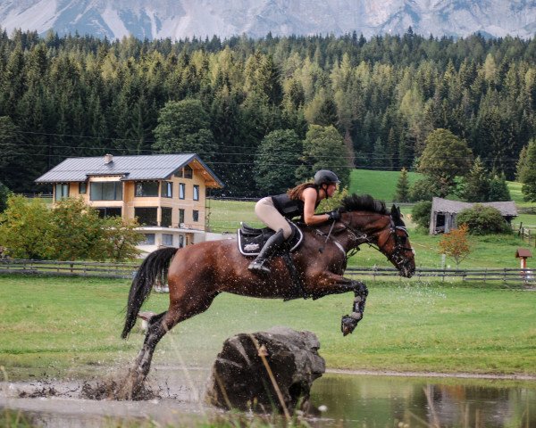 broodmare Chequila Z (Zangersheide riding horse, 2008, from Chequille)