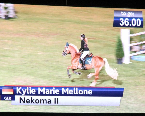 stallion Nekoma II (2,34% ox) (Haflinger, 2004, from Nebos I (3,125% ox))