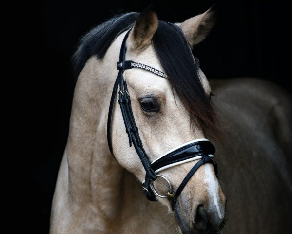 Dressurpferd Nanuk SD (Rheinländer, 2017, von Fs Numero Uno)