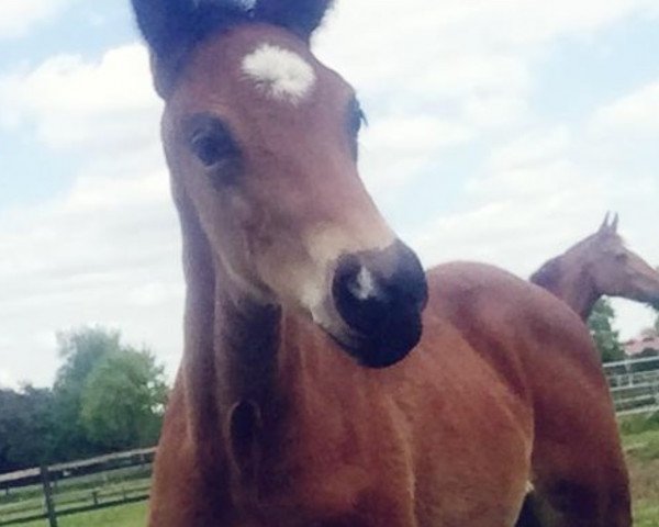 horse Ein Glück (Hanoverian, 2019, from Escamillo)