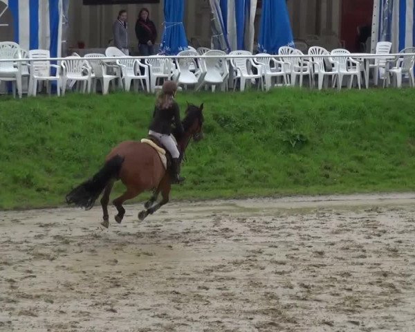 Reitturnier Viersen-Dülken 2016