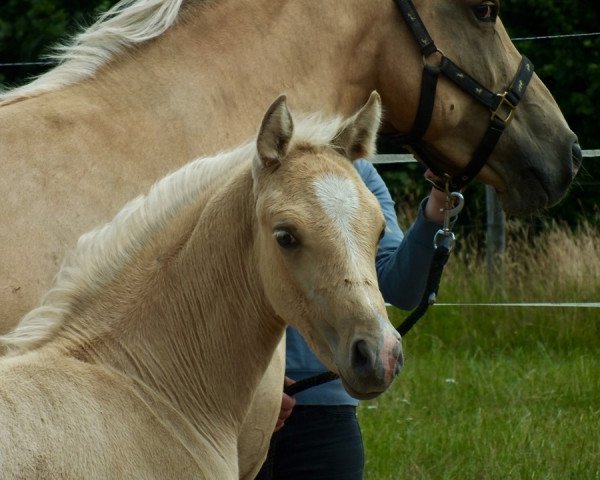 Pferd Diva Royale DC (Deutsches Reitpony, 2019, von DSP Cosmo Royale)