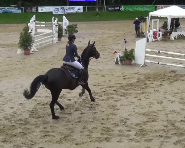 Reitturnier Viersen-Dülken 2016