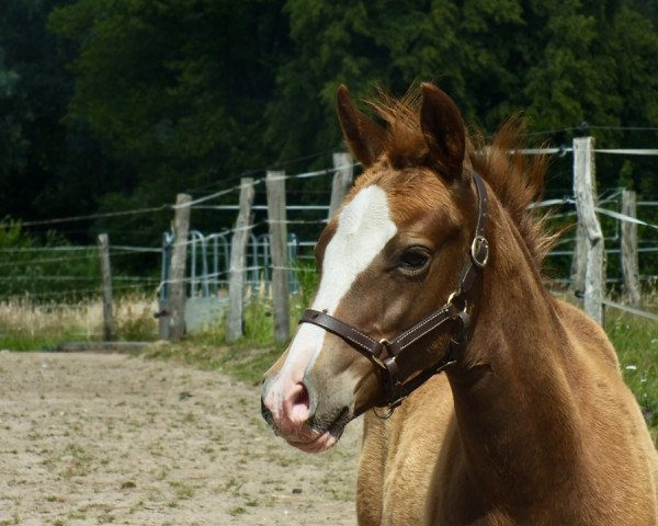 Pferd Dreikäsehoch DC (Deutsches Reitpony, 2019, von Dreiklang AT NRW)