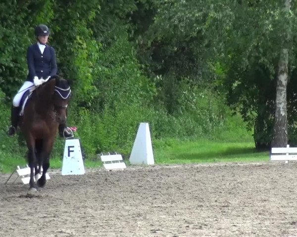 Reitturnier Viersen-Dülken 2016