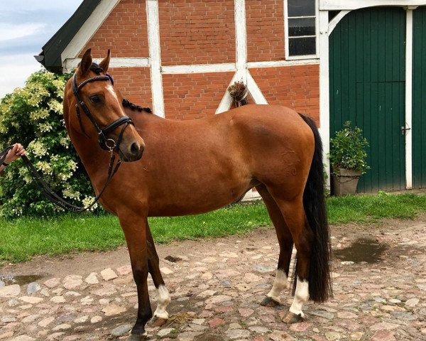 broodmare Doswidanja (German Riding Pony, 2016, from Dankeschön)