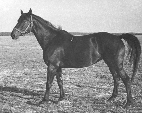 Zuchtstute Sabota (Russisch Trakehner, 1972, von Almanach I) Zuchtstute Sabota (Russisch Trakehner, 1972, von Almanach I)