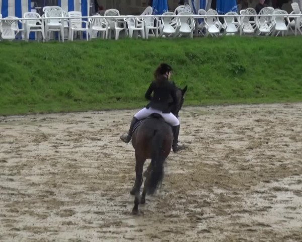 Reitturnier Viersen-Dülken 2016