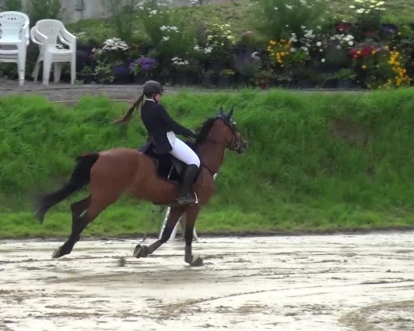 Reitturnier Viersen-Dülken 2016