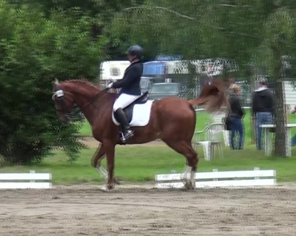 Reitturnier Viersen-Dülken 2016