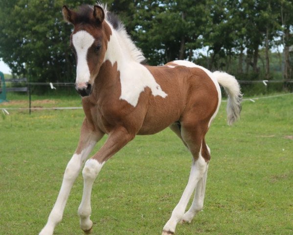 Pferd Sansibar F (Lewitzer, 2019, von Shiraz)