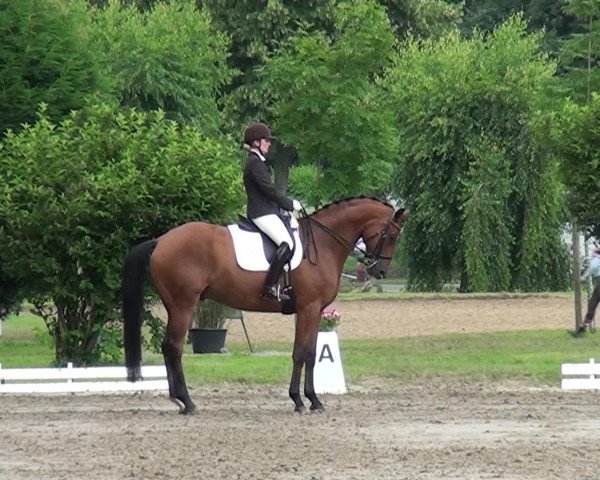 Reitturnier Viersen-Dülken 2016