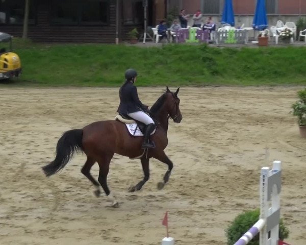 Reitturnier Viersen-Dülken 2016