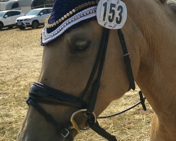 Dressurpferd Coco Chanel 218 (Deutsches Reitpony, 2011, von Calvin Klein 23) Dressurpferd Coco Chanel 218 (Deutsches Reitpony, 2011, von Calvin Klein 23)